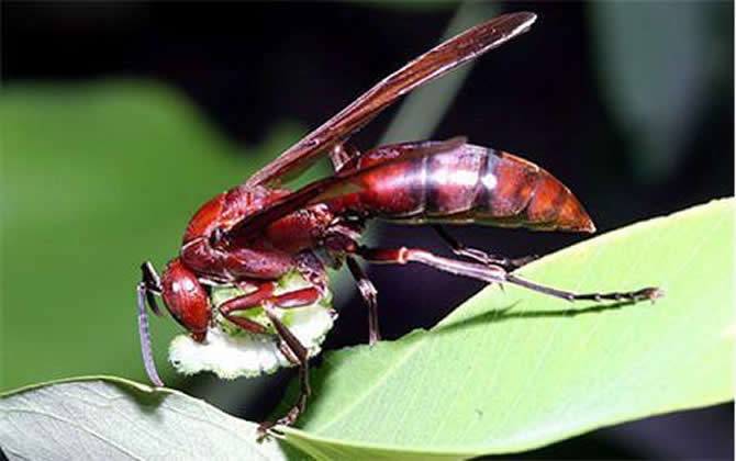 棕長(zhǎng)腳蜂有毒嗎（長(zhǎng)腳蜂毒性）