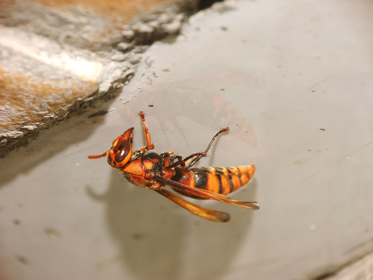 馬蜂有幾根毒針（馬蜂毒針會滯留體內嗎）