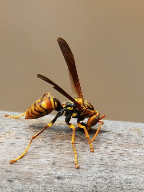 胡蜂養殖技術之筑巢前的喂養（胡蜂筑巢前怎么喂養）