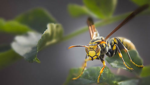 牛角蜂和馬蜂誰厲害（牛角蜂和馬蜂的區(qū)別）