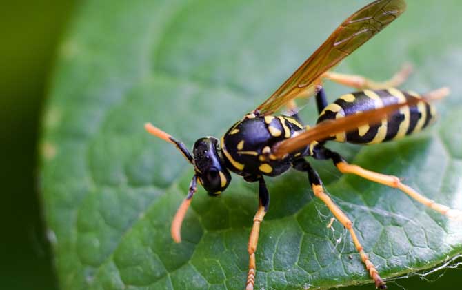 牛角蜂和中國大虎頭蜂的區別（牛角蜂和大虎頭蜂的對比）