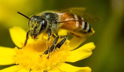 蜜蜂為什么不采茶花蜜