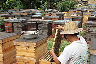 新手怎樣養(yǎng)蜂 好學(xué)在買（蜜蜂養(yǎng)殖技術(shù)）