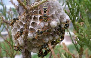 馬蜂和黃蜂的區(qū)別圖片（胡蜂、馬蜂和黃蜂，到底有什么區(qū)別）