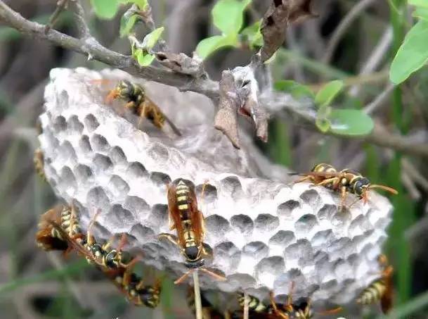 馬蜂和黃蜂的區(qū)別圖片（胡蜂、馬蜂和黃蜂，到底有什么區(qū)別）