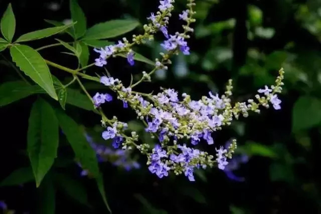 中國四大蜜源植物指的是哪四種？(附帶四種蜜源植物介紹)