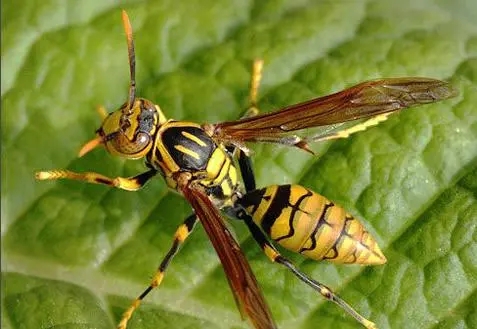 牛角蜂有蜂蜜嗎