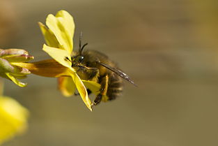 蜜蜂利他行為怎么進(jìn)化出來(lái)的（蜜蜂利他行為探究和重要性）
