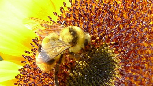 蜜蜂利他行為怎么進(jìn)化出來(lái)的（蜜蜂利他行為探究和重要性）