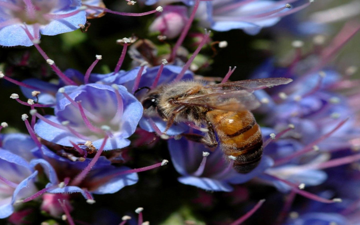 蜜蜂利他行為怎么進(jìn)化出來(lái)的（蜜蜂利他行為探究和重要性）