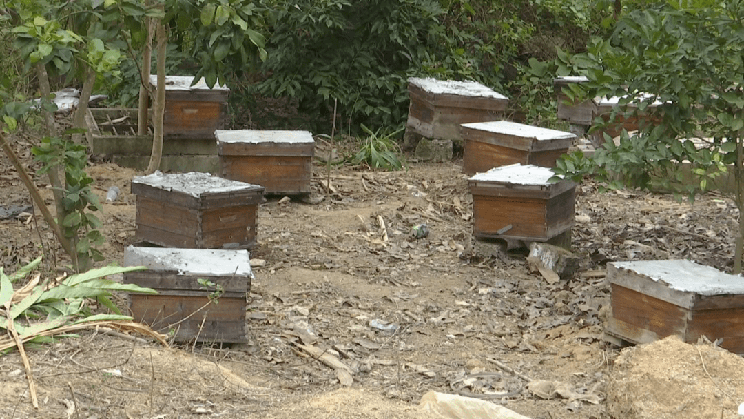 一般大型蜂場養的是中蜂還是意蜂（大型養蜂場是如何飼喂蜂群的）