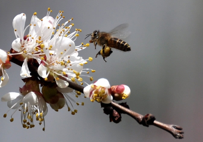 蜂王不產卵是什么原因？