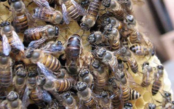 阿壩王是中蜂嗎(阿壩蜂王和中蜂蜂王有什么區別) 阿壩王是中蜂嗎(阿壩蜂王和中蜂蜂王有什么區別)