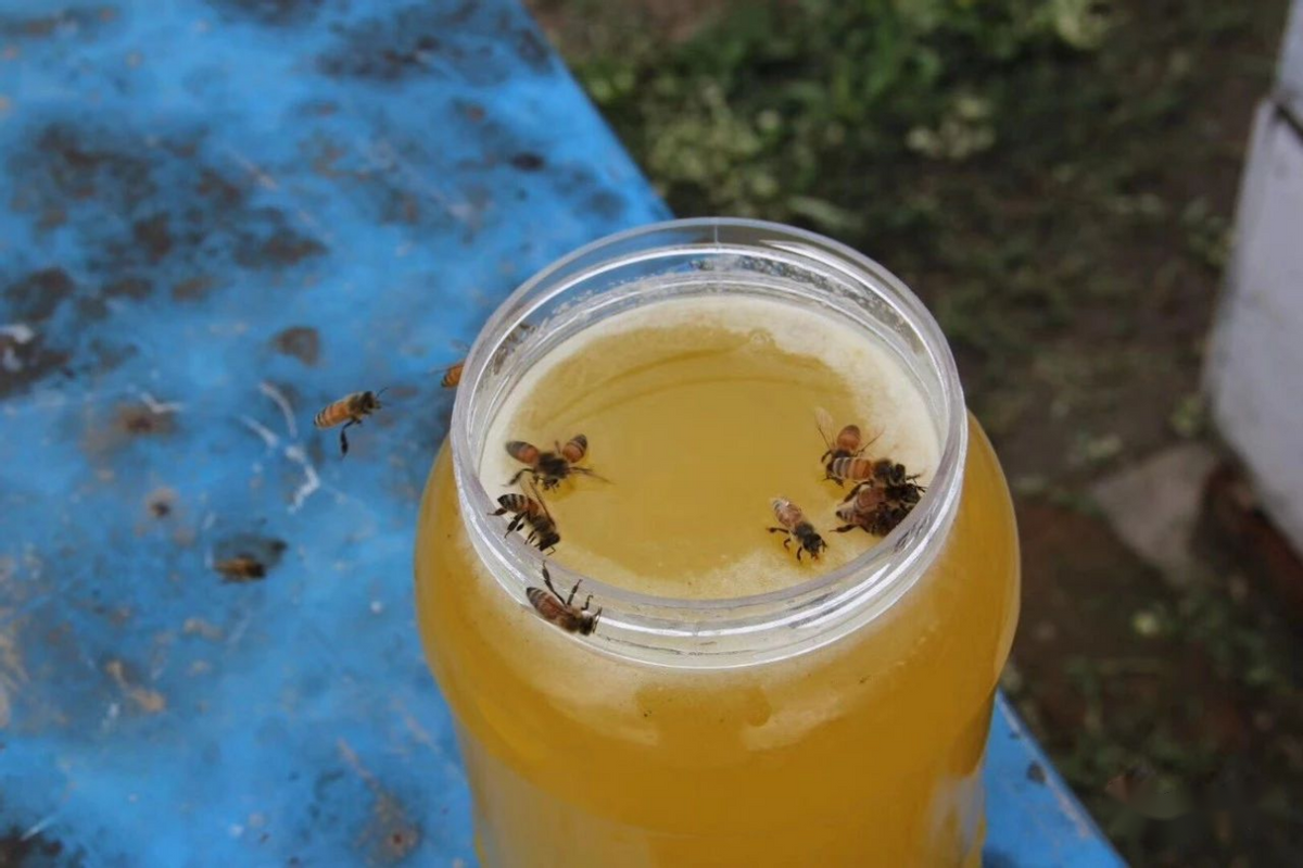 蜜源植物黃柏樹(shù)簡(jiǎn)介（黃柏樹(shù)的流蜜情況）