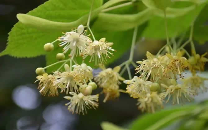 常見開花的蜜源植物有哪些？(花期、蜜粉量、流蜜規(guī)律)