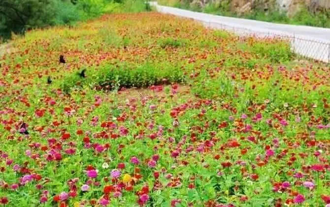 常見開花的蜜源植物有哪些？(花期、蜜粉量、流蜜規(guī)律)