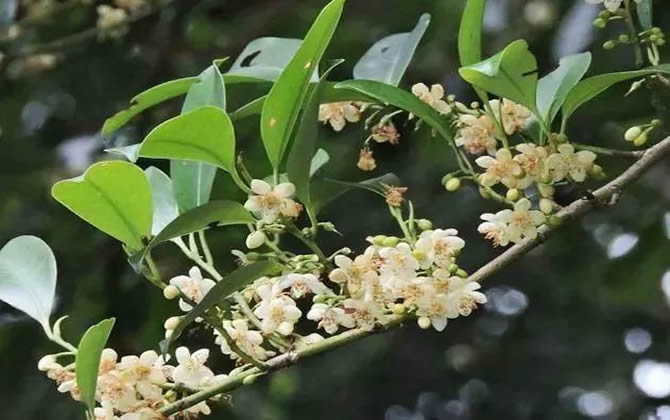 常見開花的蜜源植物有哪些？(花期、蜜粉量、流蜜規(guī)律)