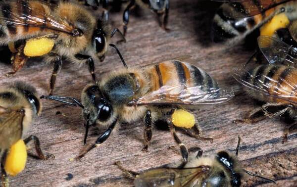 阿壩中蜂是半個意蜂嗎（阿壩蜜蜂屬于什么蜂）