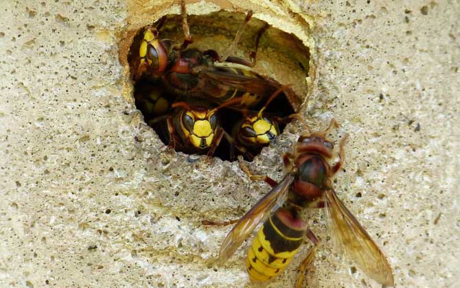 馬蜂飛進(jìn)家里預(yù)兆是什么（馬蜂入宅預(yù)兆著什么）