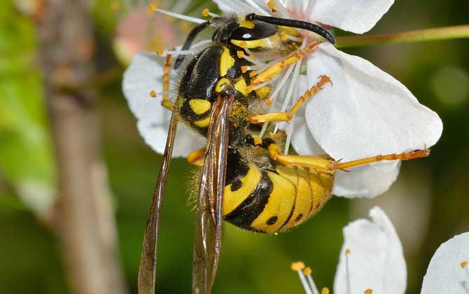 馬蜂飛進(jìn)家里預(yù)兆是什么（馬蜂入宅預(yù)兆著什么）