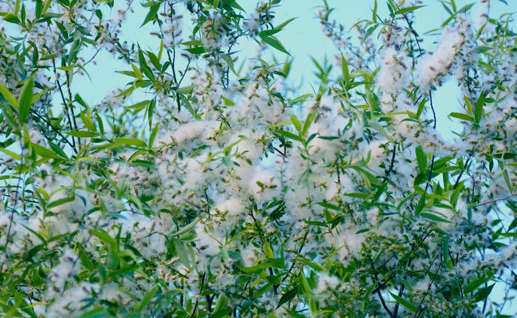 黑龍江蜜源植物介紹（黑龍江省有哪些蜜源植物）