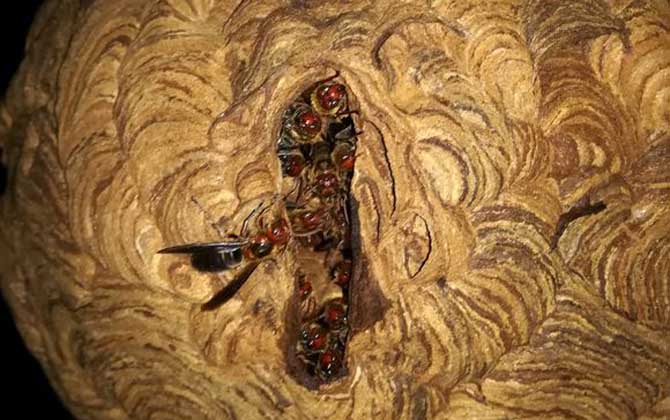 夏季養蜂如何消滅胡蜂（養蜂怎么防胡蜂）