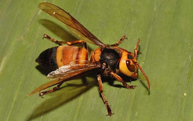 虎頭蜂蟄了會(huì)死嗎