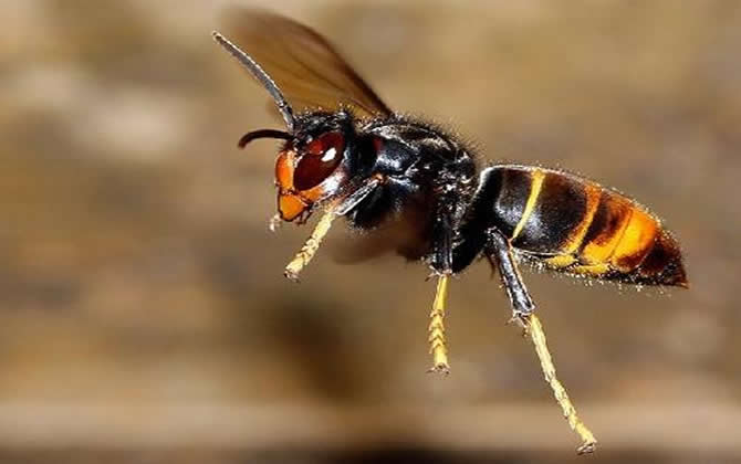 虎頭蜂蟄了會(huì)死嗎