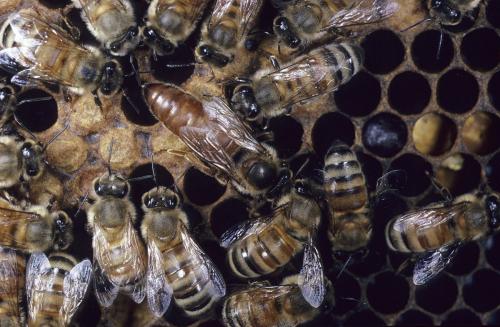 如何選擇優(yōu)質蜂王（優(yōu)質蜂王選擇的四要素）