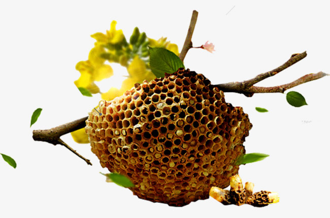 蜜蜂如何建造蜂巢？