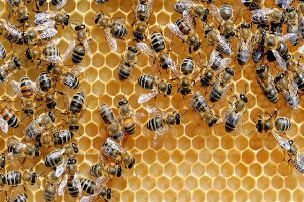 蜂王夏季為什么會停止產卵？養蜂人應該如何應對？