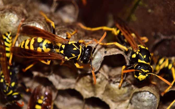 為什么馬蜂會(huì)進(jìn)屋筑巢（為什么馬蜂來我家筑巢）