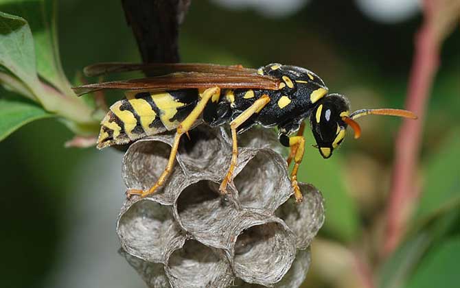 為什么馬蜂會(huì)進(jìn)屋筑巢（為什么馬蜂來我家筑巢）