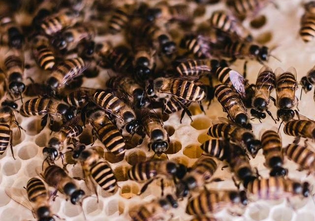 怎么才能加入養蜂協會（如何加入協會，快來看看吧）