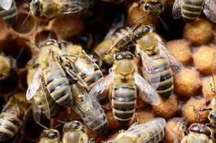 怎么才能加入養蜂協會（如何加入協會，快來看看吧）