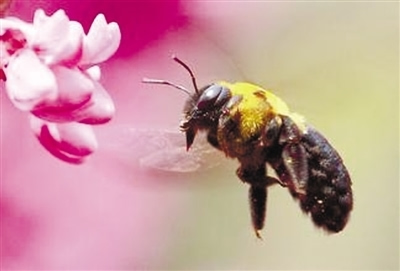 阿壩中蜂工蜂巢礎房眼大小（中蜂巢房眼標準尺寸）