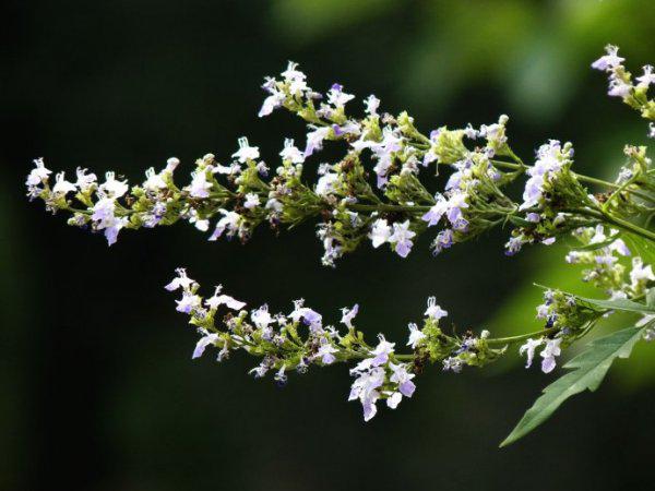 我國常見的蜜源樹種有哪些（什么樹蜜源最好）