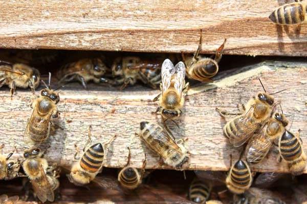 松丹一號可以定養(yǎng)嗎（適合定點飼養(yǎng)的意蜂品種）