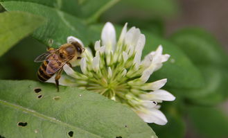 蜜蜂最怕什么味道會跑？