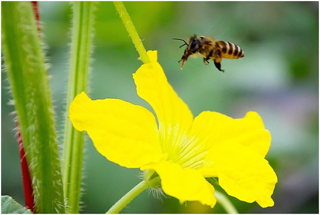 為什么要關(guān)蜂王？