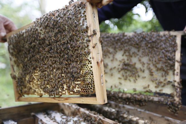 購(gòu)買蜜蜂巢礎(chǔ)技巧（巢礎(chǔ)多少錢一張）