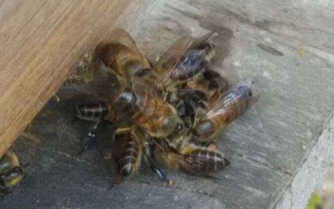 蜜蜂沖蜂群有什么表現（蜜蜂沖群是怎么回事）