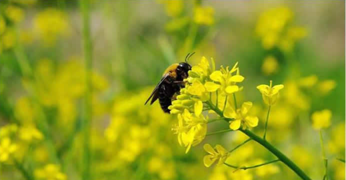 2018年養(yǎng)蜂成本和利潤