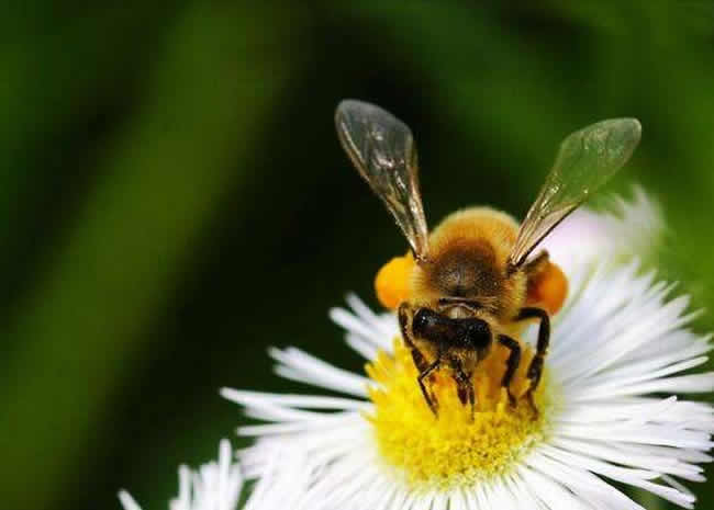 2018年養(yǎng)蜂成本和利潤