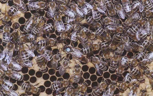 【蜜蜂知識】東北黑蜂有哪些缺點？