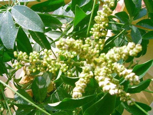 中國三大蜜源植物指的是哪三種（常見的蜜源植物有哪些）