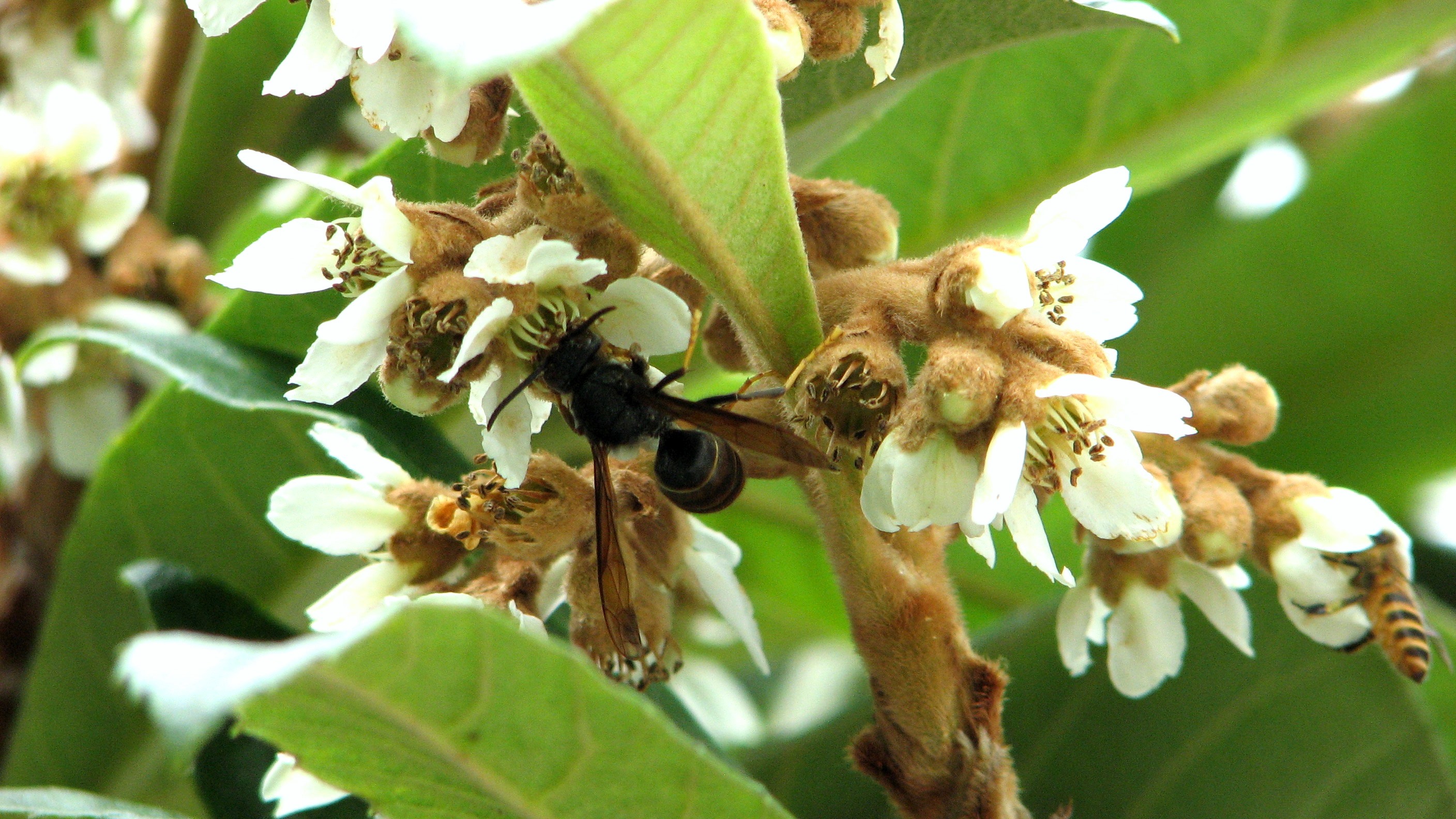 中國三大蜜源植物指的是哪三種（常見的蜜源植物有哪些）