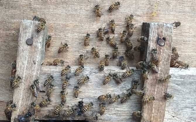 新手養蜂注意事項有哪些？