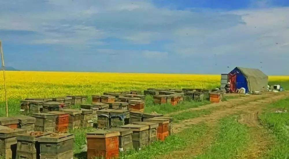 新手養蜂注意事項有哪些？