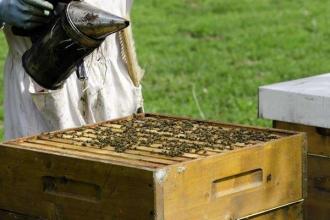 新手養蜂注意事項有哪些？